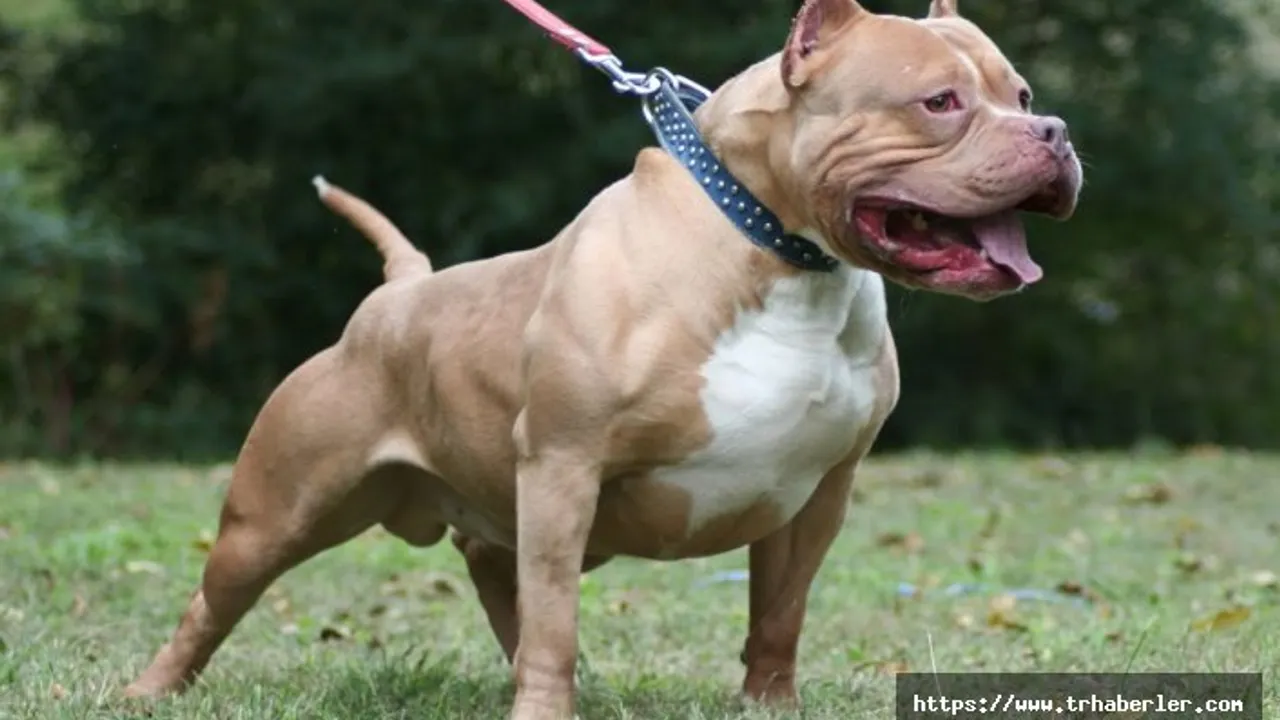 pitbull yavru kediye sahip cikti anne