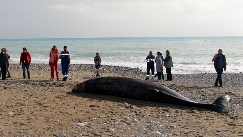 Antalya'da sahile vuran dev balina kurtarıldı