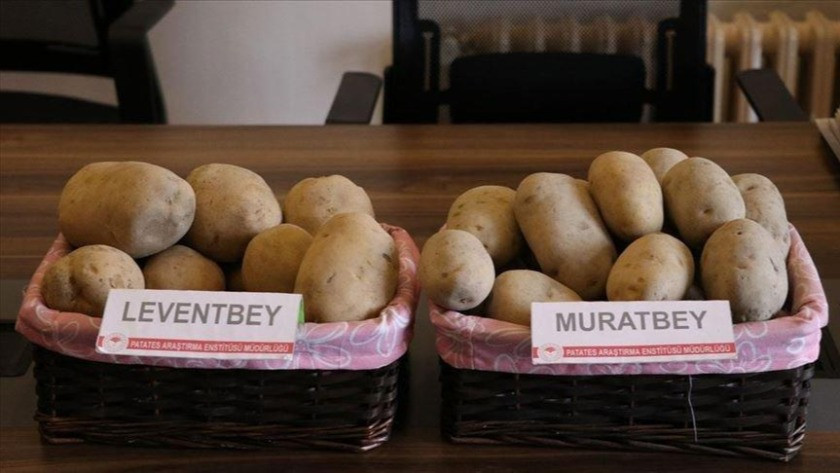 Yerli patates çiftçinin kullanımına sunulacak