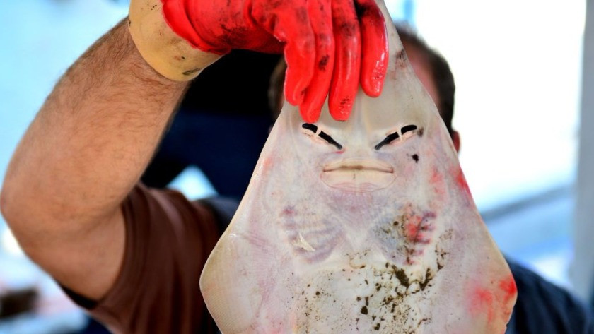 Balıkçıların yeni kabusu İnsan yüzlü sapan balığı