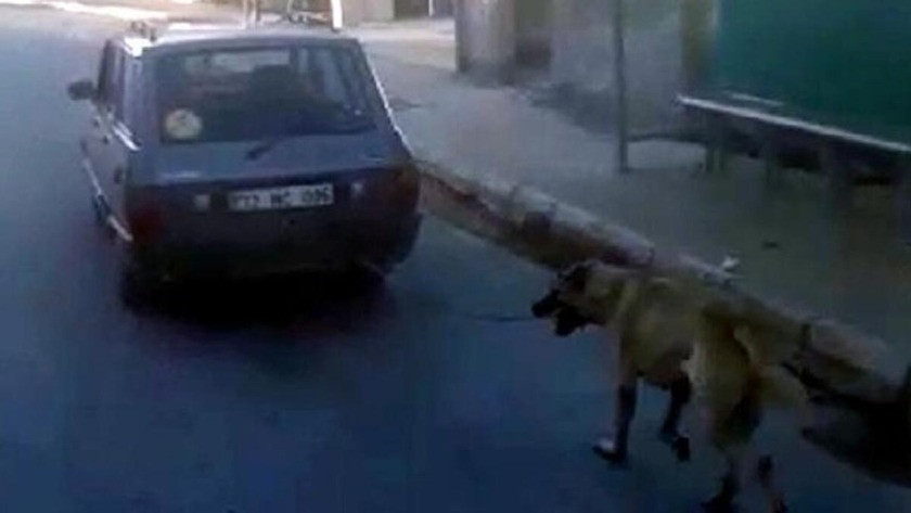 Cani sürücü Köpeği otomobile bağlayıp, koşturdu