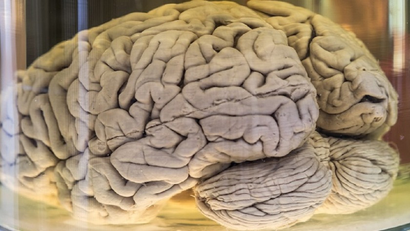 Kullanılmayan beyin küçülüyor mu?
