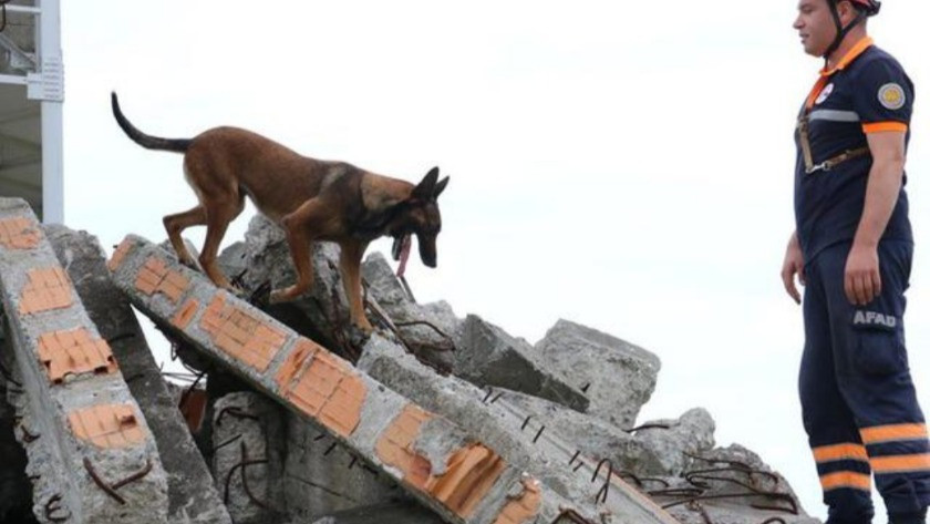 Köpek sahibi depremzedelerin büyük şansı