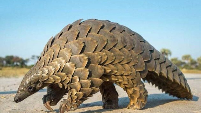 Corona virüsünün sebebi Pangolin hayvanı mı?