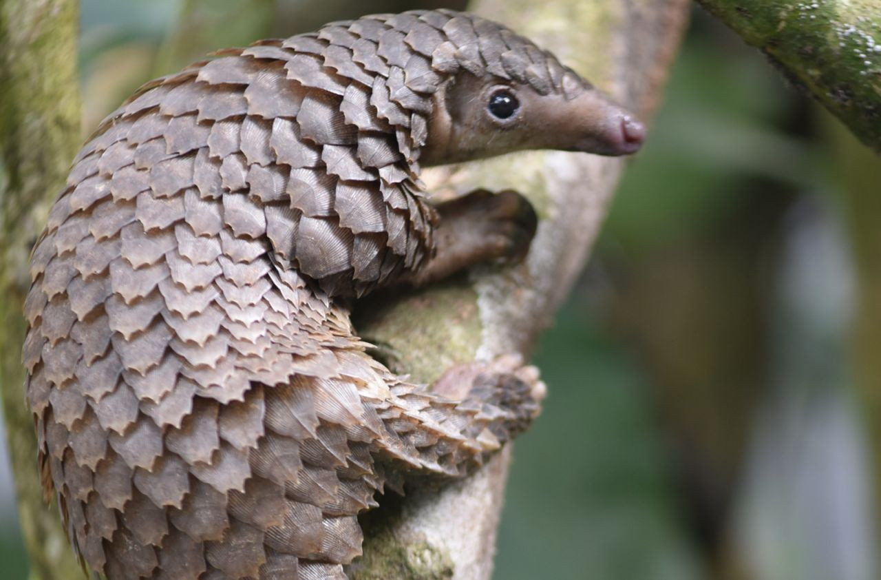 Corona virüsünün sebebi Pangolin hayvanı mı? Tehlike anında bunu yapıyor ! - Sayfa 4