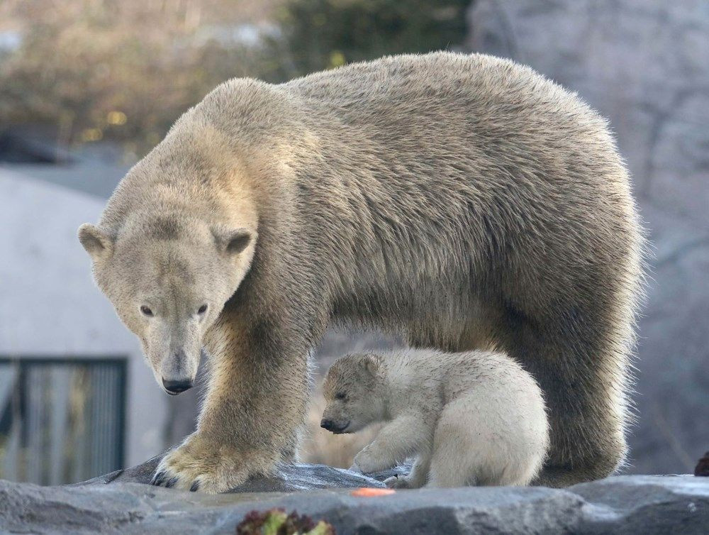 3 ay önce doğan kutup ayısı ilk kez görüntülendi - Sayfa 4