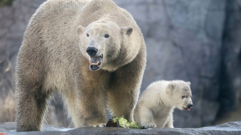 Avusturya'da yavru kutup ayısı ilk defa görüntülendi