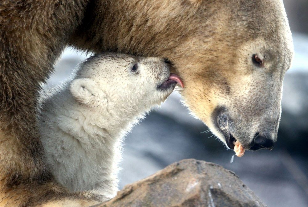 3 ay önce doğan kutup ayısı ilk kez görüntülendi - Sayfa 2