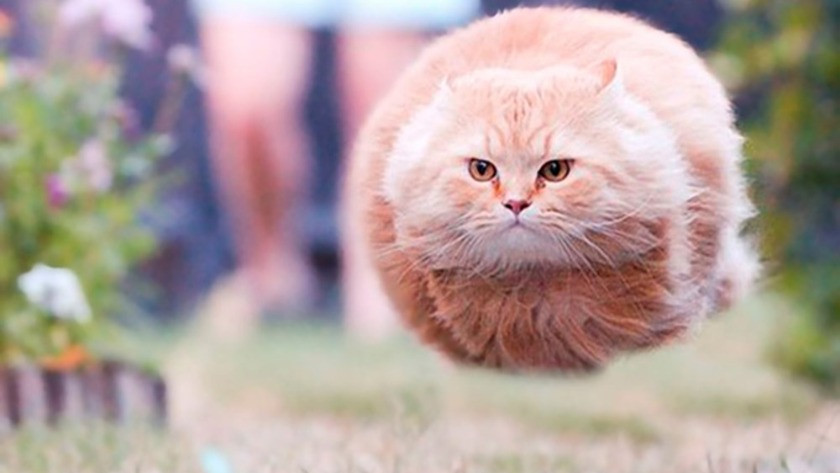 Dünya kediler günü :Mükemmel zamanlamayla çekilmiş kedi fotoğrafları!