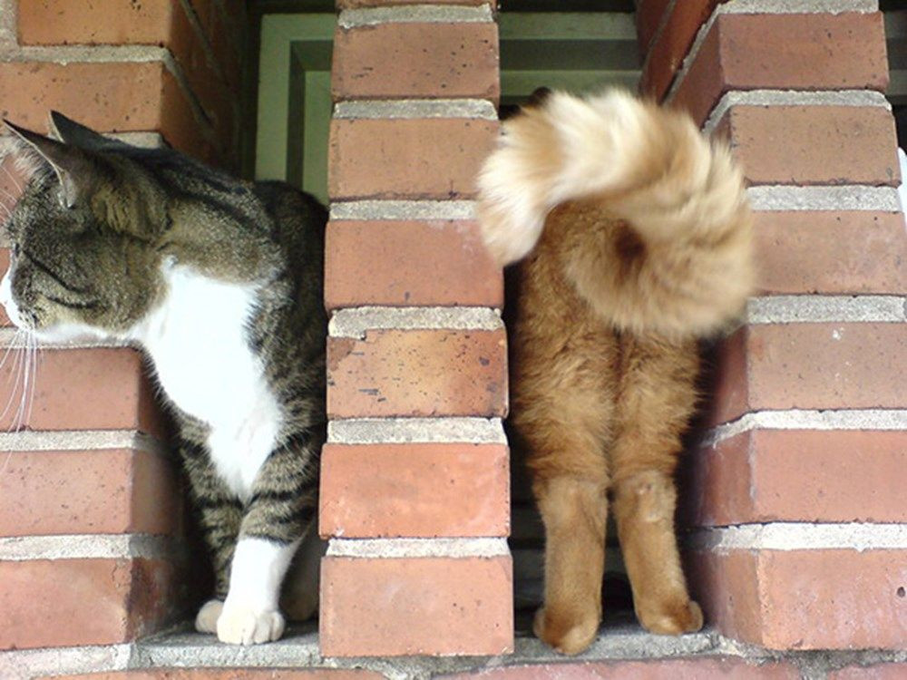 Dünya kediler günü :Mükemmel zamanlamayla çekilmiş kedi fotoğrafları! - Sayfa 3