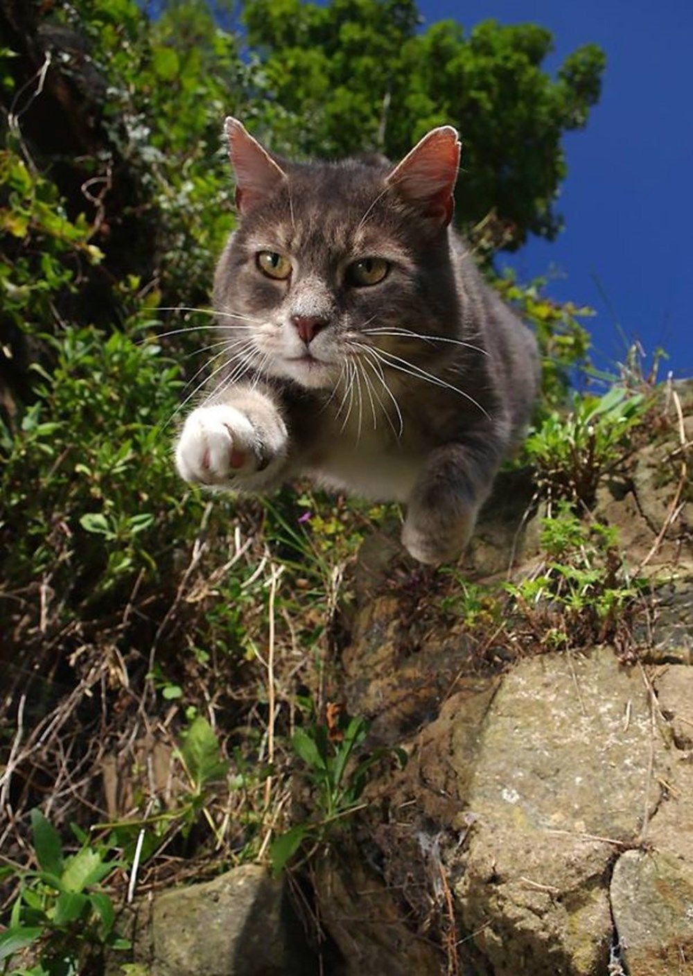 Dünya kediler günü Mükemmel zamanlamayla çekilmiş kedi fotoğrafları!