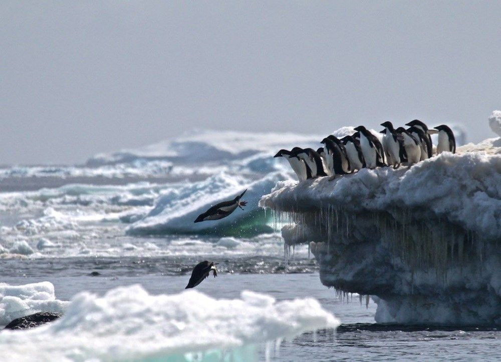 Antarktika şimdiye kadarki en yüksek sıcaklığa ulaştı! - Sayfa 1
