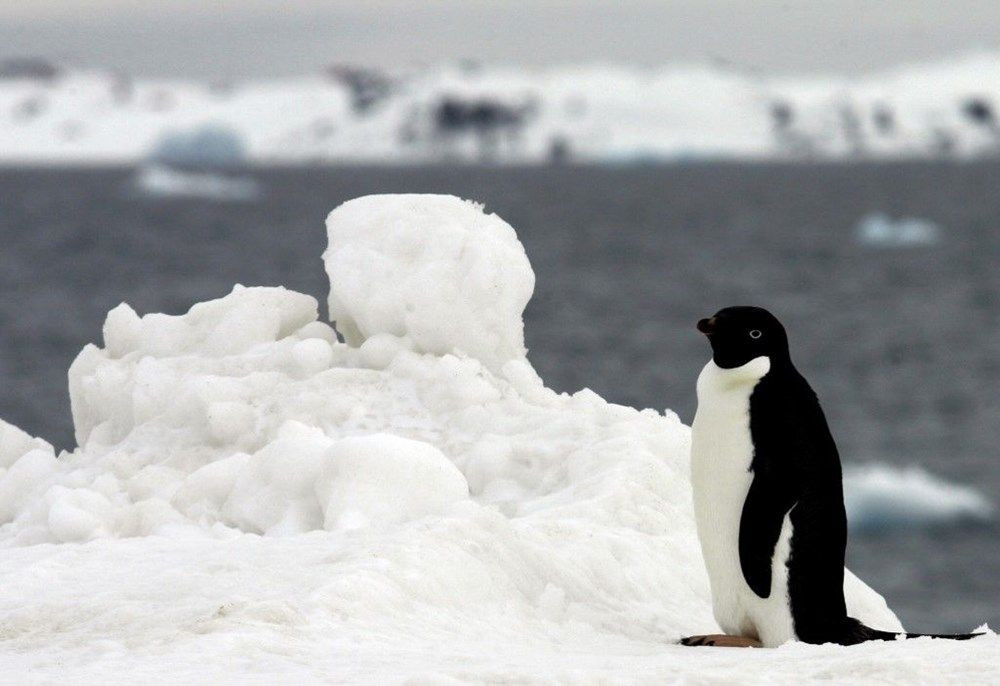 Antarktika şimdiye kadarki en yüksek sıcaklığa ulaştı! - Sayfa 2