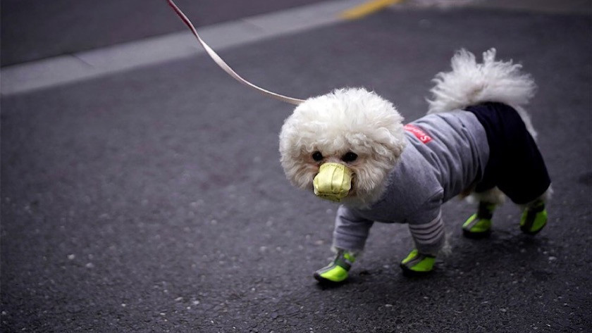 Koronavirüs'ten ilk köpek ölümü de gerçekleşti