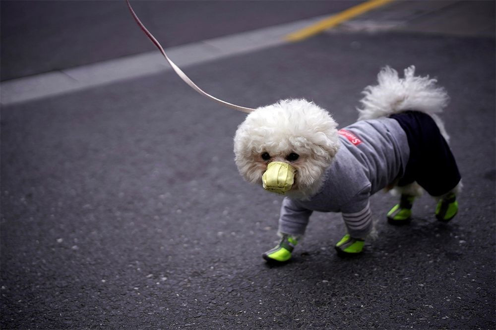 Koronavirüs'ten ilk köpek ölümü de gerçekleşti - Sayfa 2