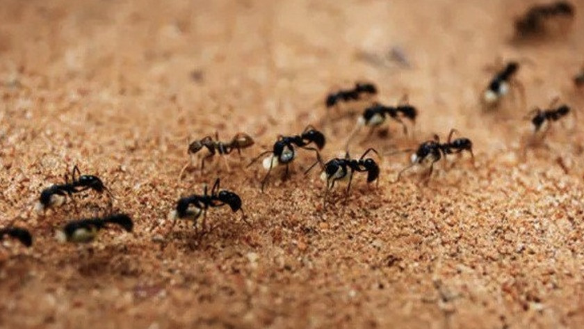 Karınca istilası nerede kıyamet alameti mi Araf suresi açıklıyor