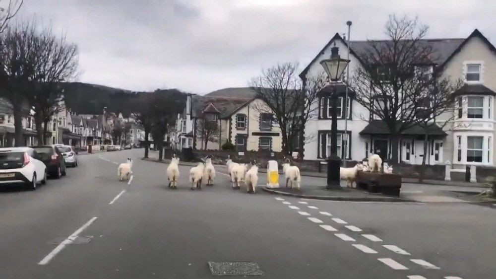 İngiltere'de boş kalan sokakları yabani keçiler bastı! - Sayfa 2