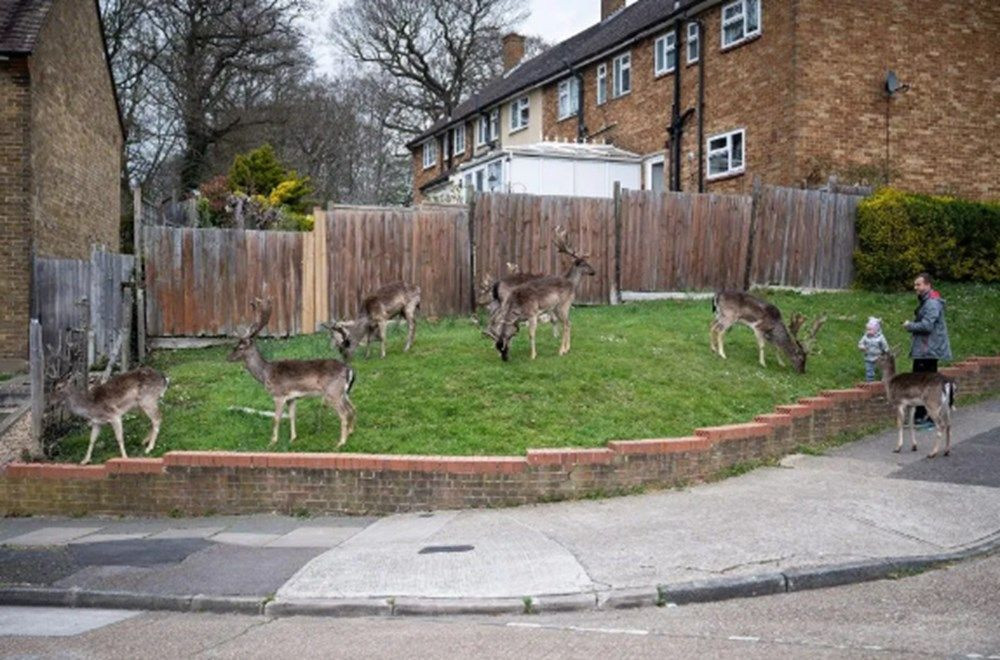Korona nedeniyle Londra sokakları geyiklere kaldı - Sayfa 4