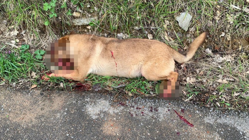 Bursa'da vahşet! Otomobiliyle kovaladığı köpeklere kurşun yağdırdı