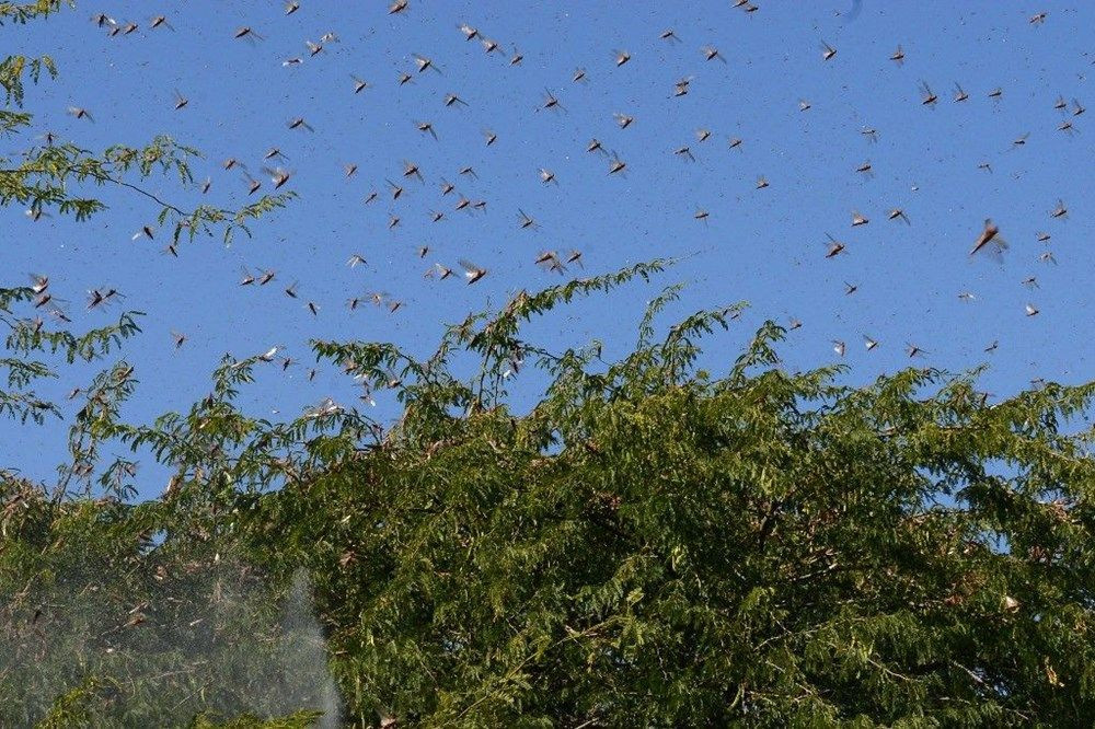 BM'den korkutan çekirge istilası uyarısı: 20 kat daha büyük - Sayfa 3