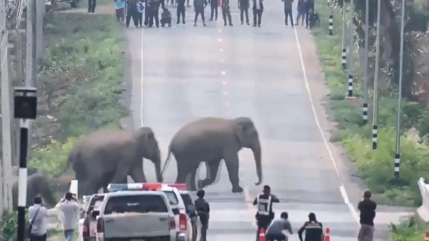 Tayland'da caddeyi filler bastı - İZLE