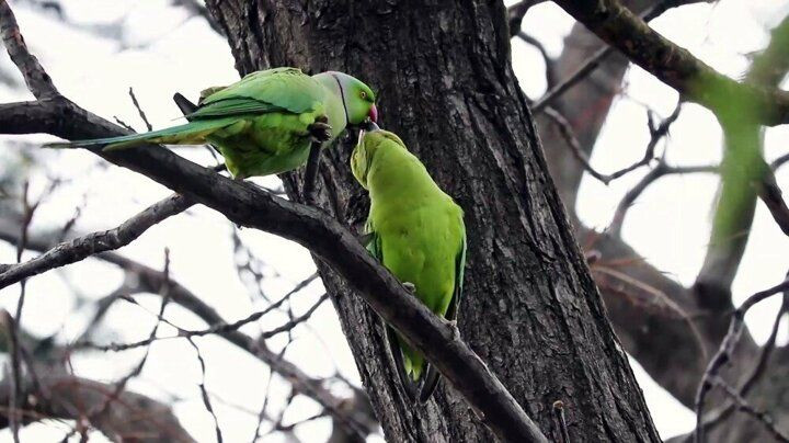 İstanbul'da  aşk yaşayan papağanlar görüntülendi.! - Sayfa 1