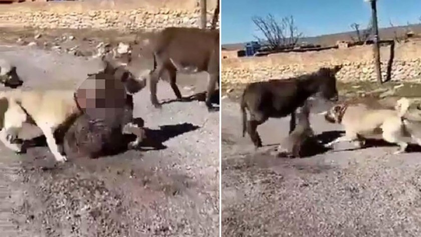2 çoban köpeğini yavru eşeğe saldırtan cani yakalandı!