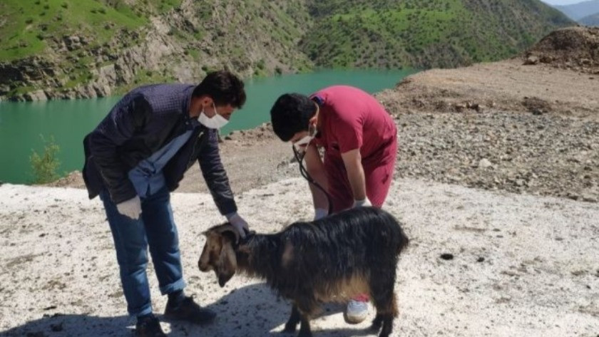 Siir'te Tarım ve Orman Müdürlüğü ekipleri hasta hayvanlara ulaştı