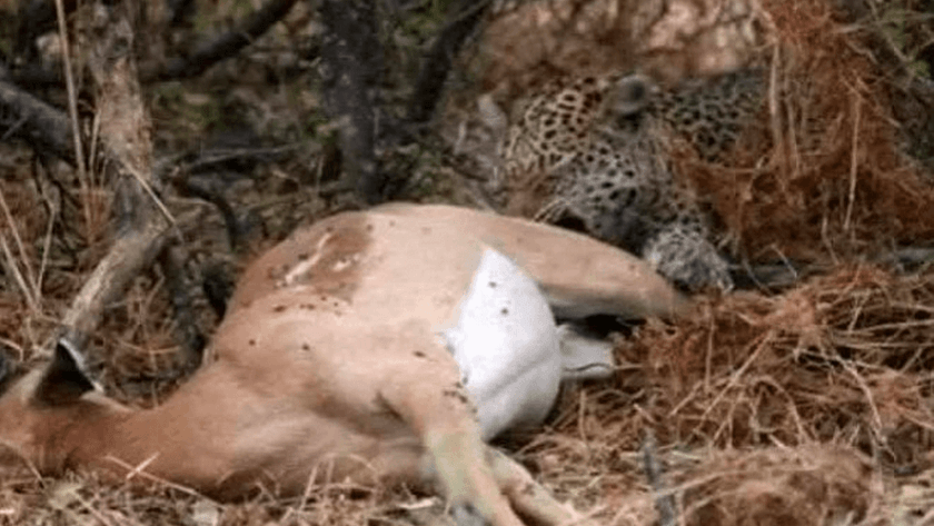 Avının hamile olduğunu anlayan leopar davranışları ile şaşırttı!