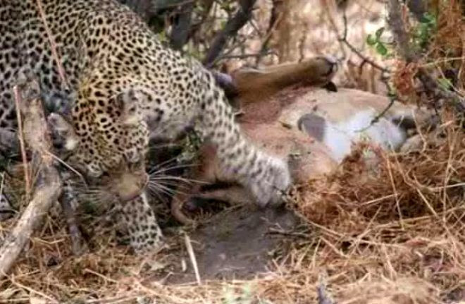 Avının hamile olduğunu anlayan leopar davranışları ile şaşırttı! - Sayfa 3