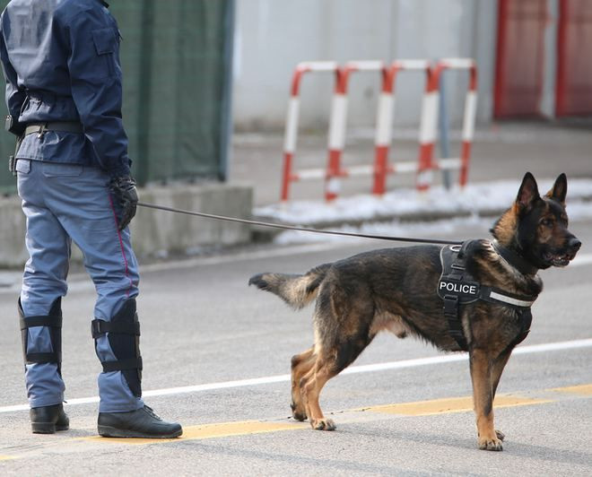 Koronavirüsü tespit edebilmek için ' köpekler ' eğitilmeye başlandı! - Sayfa 2