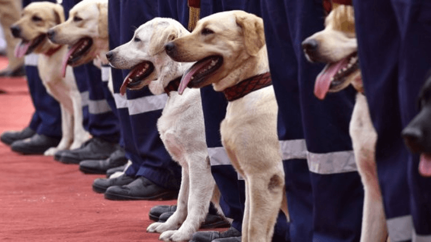 Koronavirüsü tespit edebilmek için ' köpekler ' eğitilmeye başlandı!