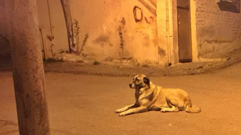Cani adam mahallenin maskotu 'Alaş' adlı köpeği bıçaklayarak öldürdü