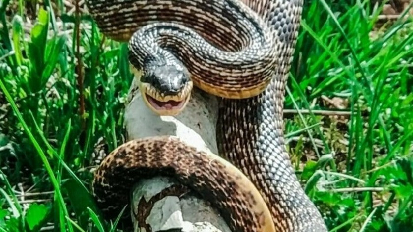 3 metrelik yılan korkuttu