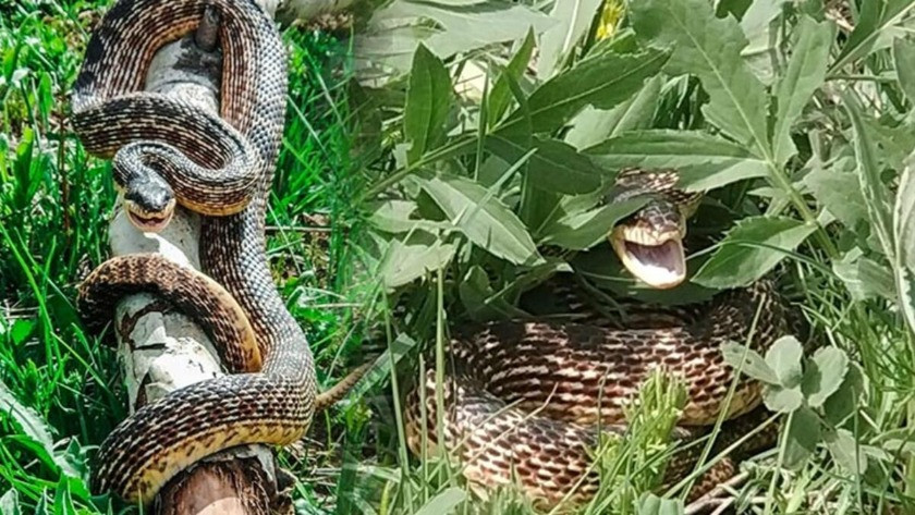Bingöl'de görülen devasa yılan korkuttu