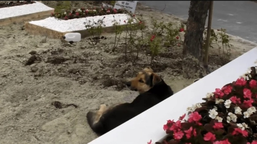Ebru Şallı'nın oğlunun mezarı başında köpek bekliyor !