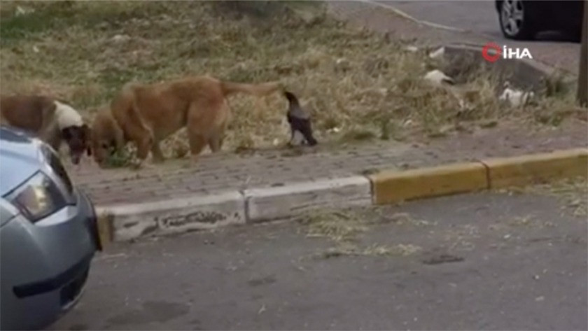 Karga ile köpeğin kavgası görenleri güldürdü! video izle