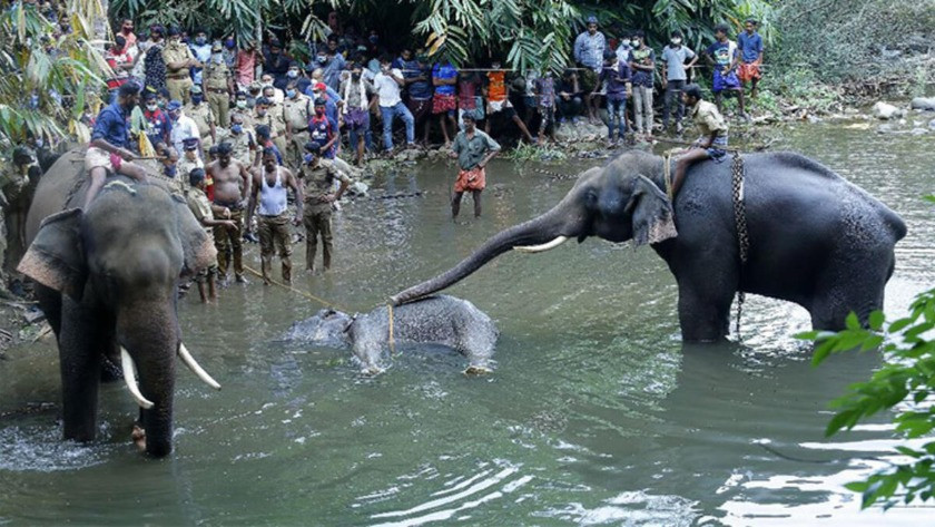 Vahşet! Hindistan'da öldürülen hamile filin son görüntüsü