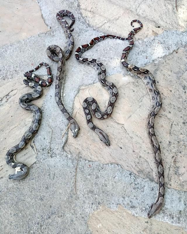 Antalya'daki  zehirli yılanlar vatandaşları korkutuyor - Sayfa 4