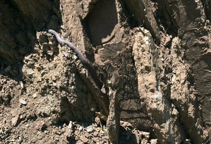 Hakkari'de görülen koca engerek yılanı endişeye neden oldu! - Sayfa 3