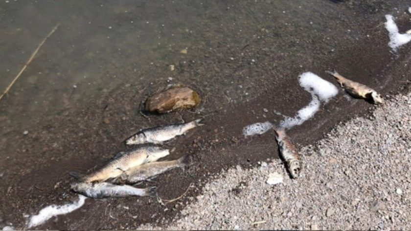 Deprem sonrası ölü balıklar kıyıya vurdu !
