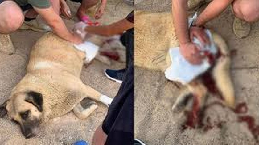 Kuşadası'nda köpeği bıçaklayan şahıs gözaltına alındı
