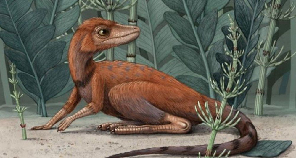 Dinozorların 10 santimetre uzunluğundaki atası bulundu! - Sayfa 1