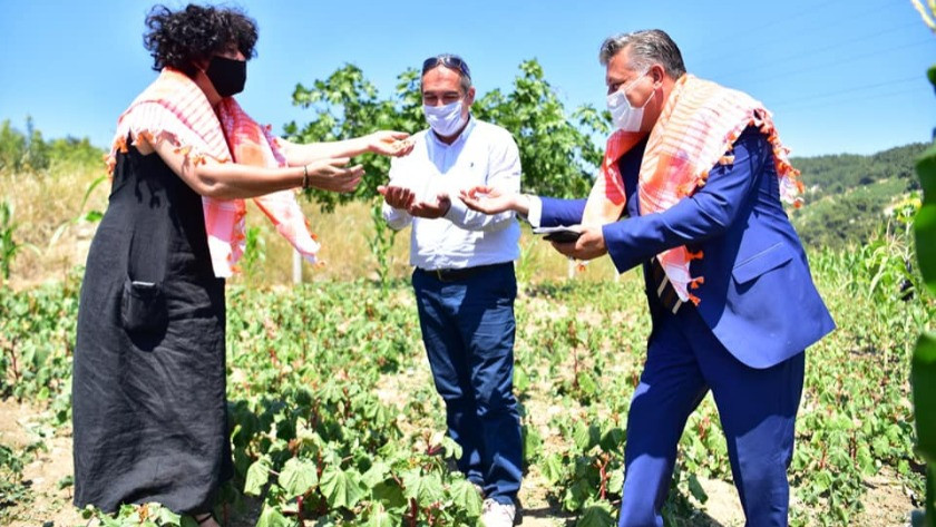 Bornova'da tarım hamlesi ve kınalı bamya