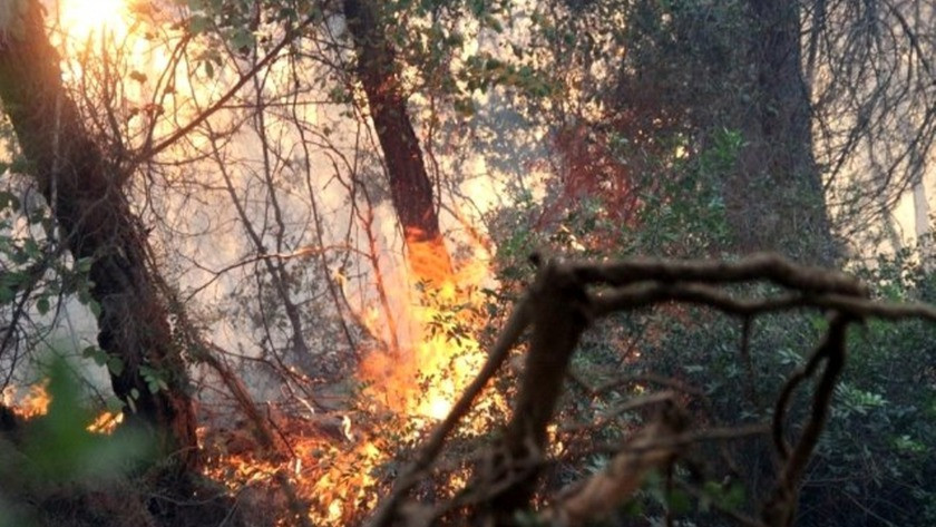 İzmir Menderes’teki orman yangını söndürme çalışmaları devam ediyor