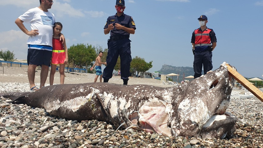 Köpek balığı sahile vurdu, turistler fotoğraf çektirdi