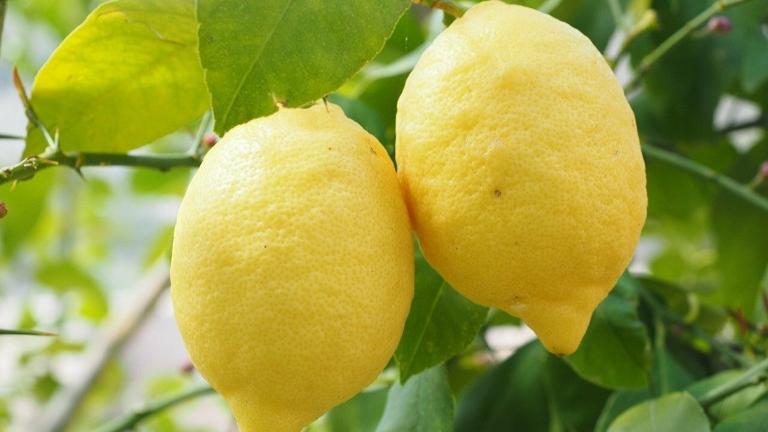 Limon ihracatında önemli karar!