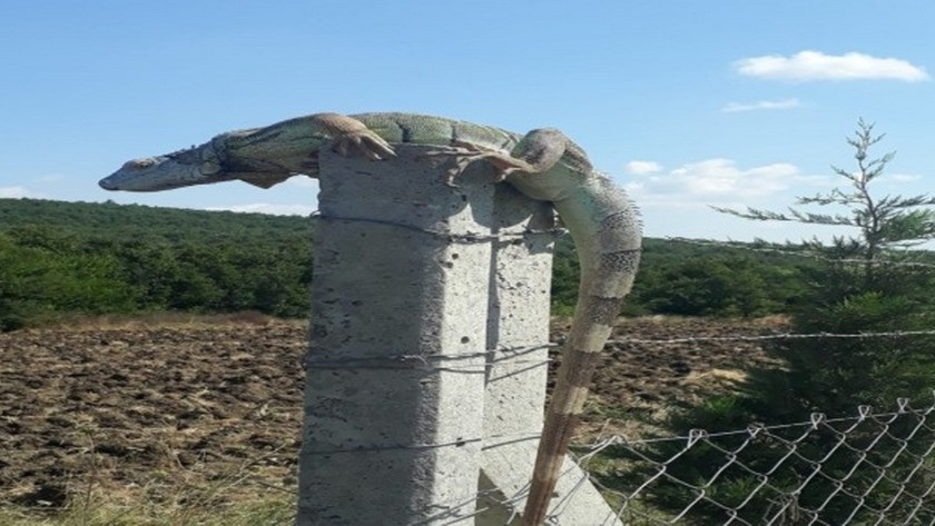 Yol kenarında iguana şaşkınlığı !