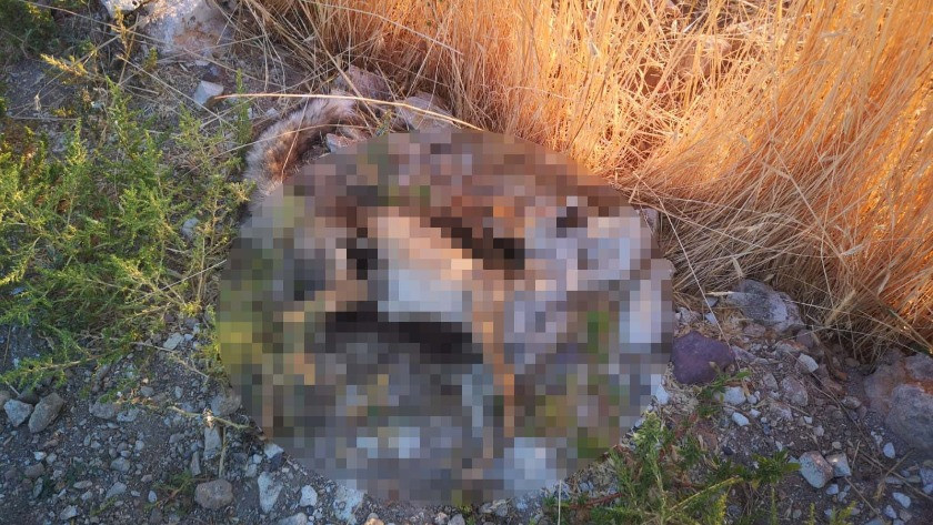 Ankara'da boş arazide telef olmuş köpek, kedi ve tilki bulundu