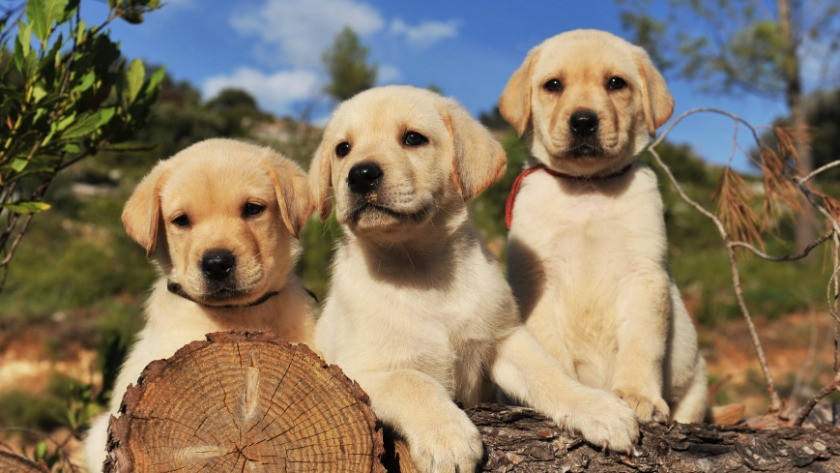 Köpekler hakkında bildiklerinizi unutun! 3 yeni çalışma…